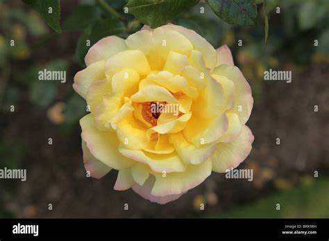 Yellow Peace Rose Rosa Peace Stock Photo Alamy