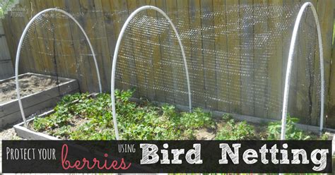 Gardening Bird Netting For Berry Bushes