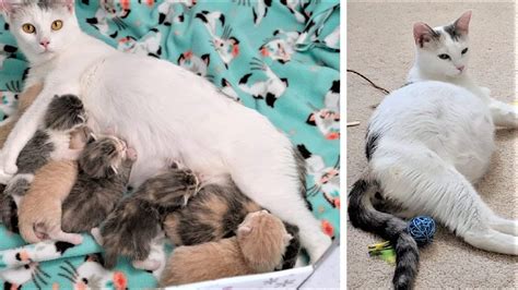 Very Pregnant Cat Rescued From Streets ~ Not Only With New Babies On