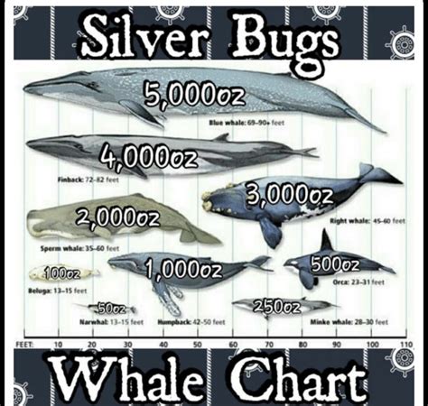 A Poster With Different Types Of Whales And Their Numbers On Its Back Side