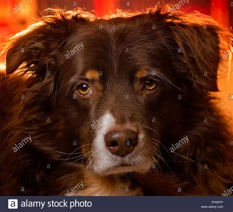 Aussie Head Hi Res Stock Photography And Images Alamy