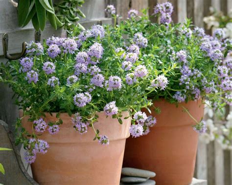 Wie viel kostet pille danach. Thymian pflanzen, pflegen und ernten - Mein schöner Garten