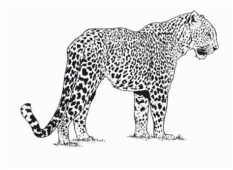 Carnivores Pages Coloring Pages