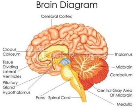 Labeled Brain