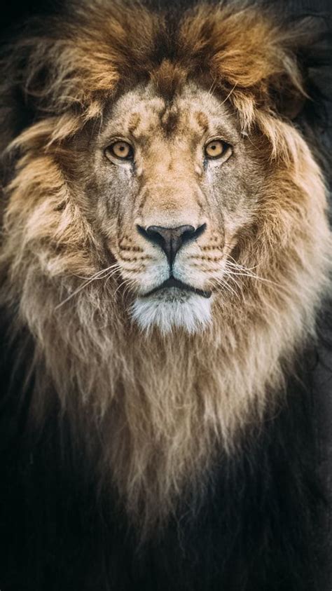 Portrait Of A Beautiful Lion By Mike Kolesnikov Photo 192896193