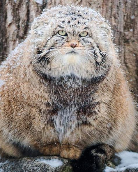 Absolute Unit Of A Pallas Cat