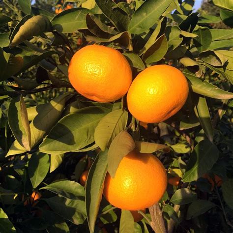 Okitsu Wase Satsuma Mandarins S And J Mandarin Grove Organic