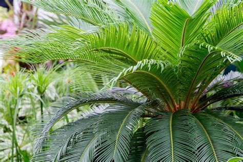 Cycas Revoluta Sago Palm Bbc Gardeners World Magazine
