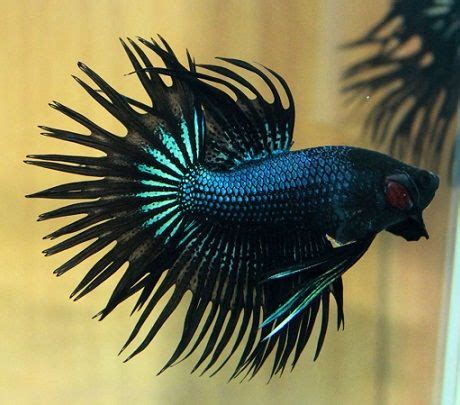 Black Orchid Crowntail Betta Show Male Goodjoseph LIVE Fish Store