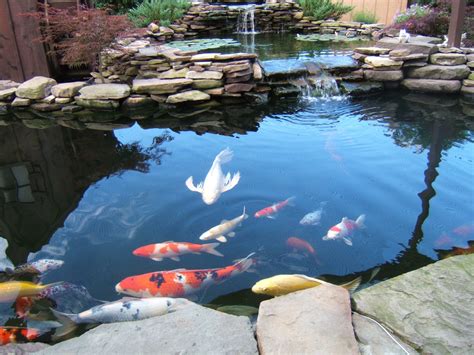 Some will tell you that they need to be a minimum of 3′. Koi Pond Care for the Summer - Nualgi Ponds