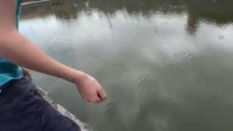 The Worlds Smallest Fish Youtube