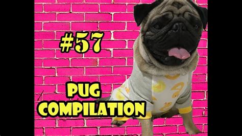 Pug Compilation 57 Funny Dogs But Only Pug Videos 2018 Instapugs