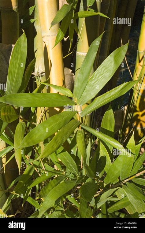 Bambusa Oldhamii Oldham S Bamboo New Edible Shoot Lu Zhu Giant Timber