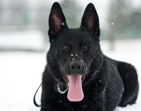 Black German Shepherd Dog Breed Information And Pictures Black