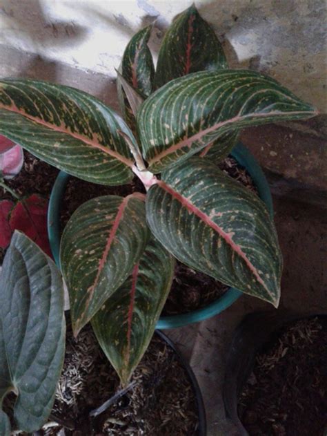 Inilah daftar nama bunga beserta gambar nya, indah, unik, cantik dan langka, lengkap dengan penjelasannya. Paling Bagus 16+ Gambar Bunga Aglaonema Terbaru - Gambar ...