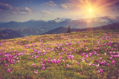 Beautiful Spring Flowers In The Mountains Stock Image Image Of
