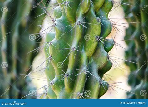 Big Green Cactus With Thorns Outdoor In Desert Plant Cactus With