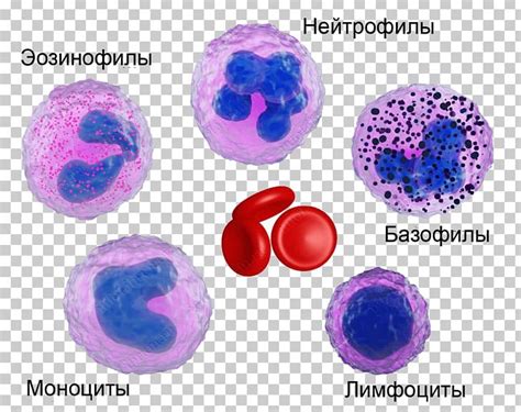 Neutrophil Eosinophil Basophil Cell Images And Photos Finder