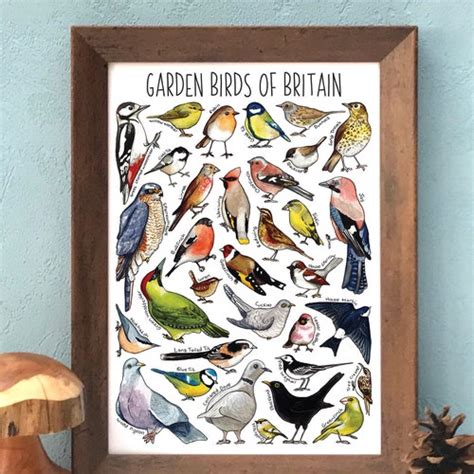 British Garden Birds Art Print A4 Print Wildlife Print Bird Etsy Uk