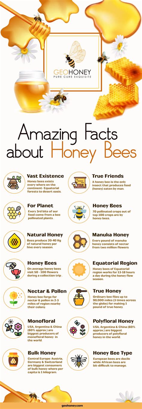 Discover The Amazing Facts Of Honey Bees We Are Sharing An Infographic