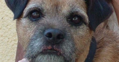 Woody A 4 Year Old Male Border Terrier Who Developed Sore Lips For An