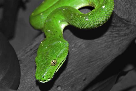 Reptile Vets In Perth Melbourne And Brisbane Snakes Lizards Turtles Etc