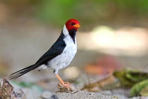 Yellow Billed Cardinal Hawaii Bird Life List Cardinal Hawaii