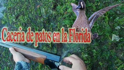 Cacería De Patos En La Florida Youtube