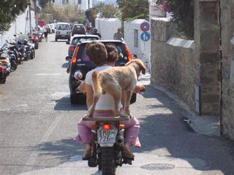 Posso Portare Il Mio Cane In Moto Con Me Motociclismo