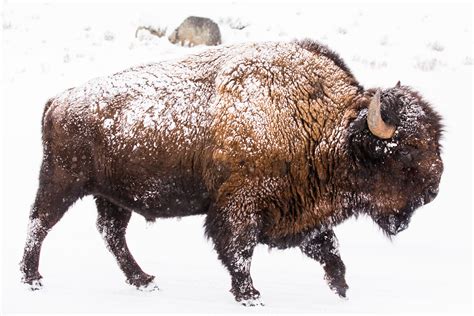 A Male Bison American Buffalo Trudges Through The Snow In