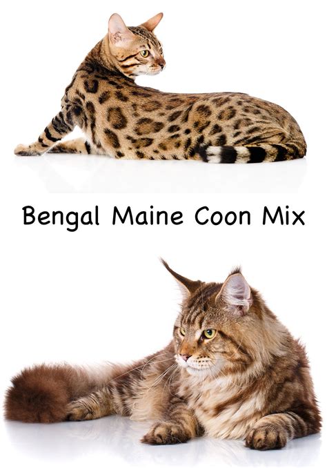 Op marktplaats vind je zowel maine coone kittens als een maine coone kat voor herplaatsing. Norwegian Forest Cat X Maine Coon Kittens For Sale