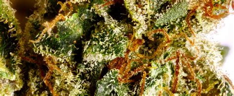 Alien Dawg Cannabis Strain Information And Review Ilgm