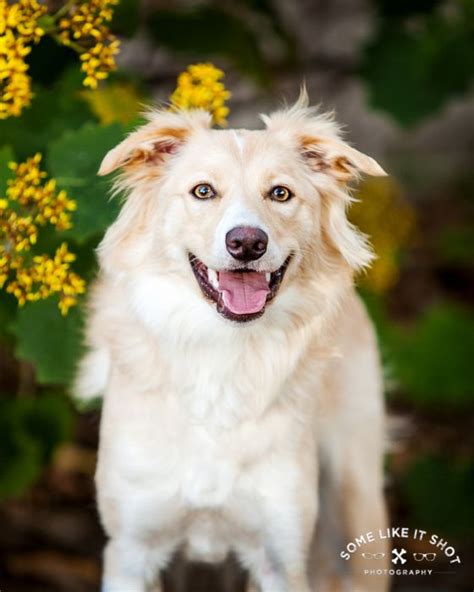 21 Best Gwynneth Aka Wynnie The Prettiest Gold And White Border Collie