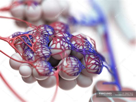 Digital Illustration Of Human Alveoli On White Background Breathing Graphic Stock Photo