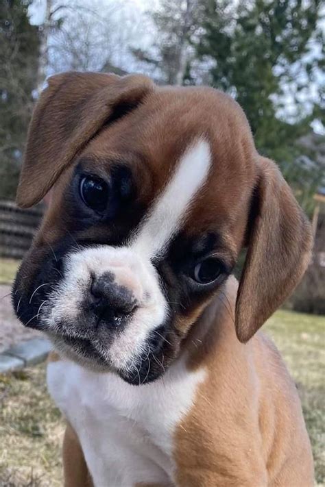 Cute Boxer Puppies Boxer Dog Breed Boxer Dog Puppy Cute Boxers