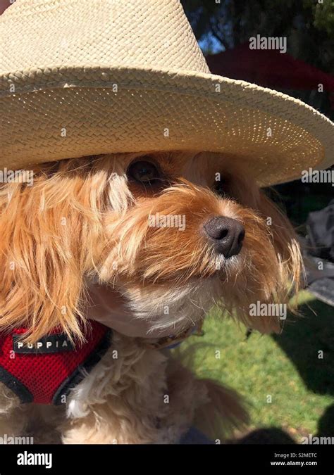 Dog Wearing Hat Stock Photo Alamy