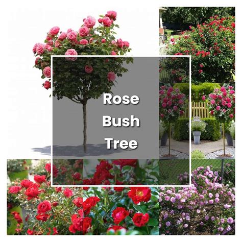 How To Grow Rose Bush Tree Plant Care And Tips Norwichgardener