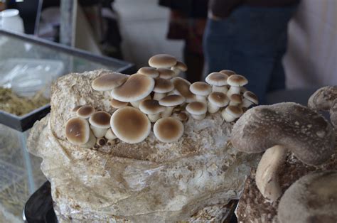A Quick Guide To Growing Mushrooms At Home