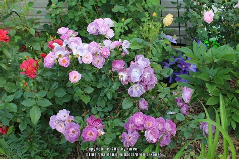 Prune floribunda roses in early march, removing any dead, weak. Rose (Rosa 'Blue for You') in the Roses Database - Garden.org