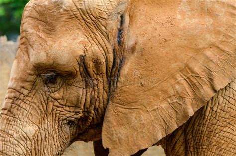 Elephant Skin Stock Photo Image Of Hard Color Animal 51576148