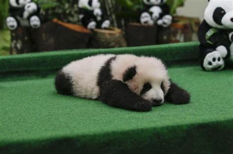 Update Zoonegara Adorable Panda Cub Ready To Meet The Public