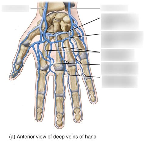 Deep Veins Of The Hand Anterior View Diagram Quizlet