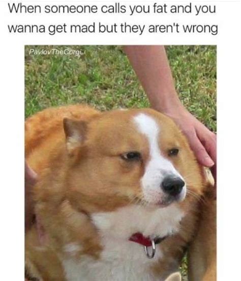 Top 27 Angry Dogs Memes Quotes And Humor