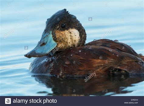 Ruddy Duck Oxyura Jamaicensis White Rock Lake Dallas Texas Stock