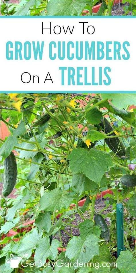 If you can, trellis your vines. Growing Cucumbers On A Trellis: How To Grow Cucumbers ...