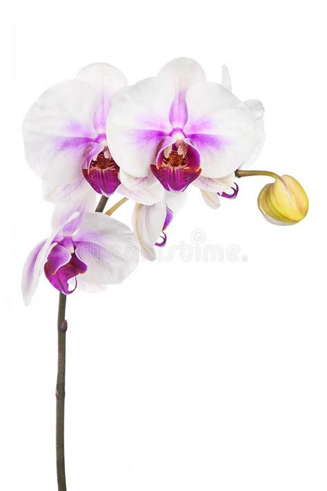 Blooming Twig White Purple Orchid Isolated White Backgroun Stock Photos