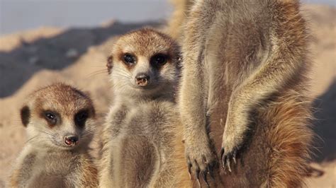 Meerkats Sunning Themselves Botswana 1276646 Stock Video At Vecteezy