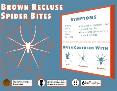 Brown Recluse Spider Bite Stages