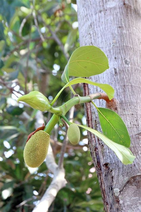 Jackfruit Jackfruit On Tree Small Jackfruit Stock Photo Image Of
