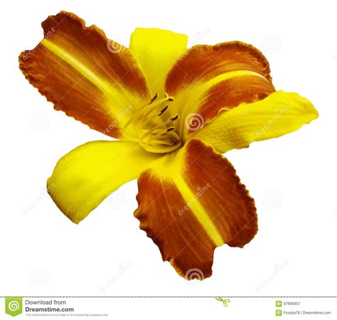 Yellow Orange Flower Lily On White Isolated Background With Clipping